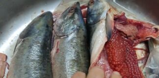 Господині поділилися секретами, які допоможуть правильно вибрати горбушу з ікрою