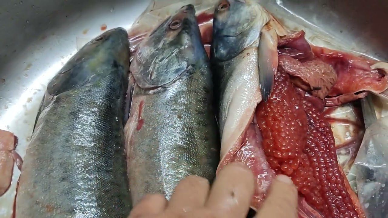 Господині поділилися секретами, які допоможуть правильно вибрати горбушу з ікрою