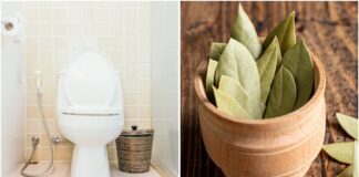 Господині розповіли, як застосовувати лавровий лист, щоб туалет пахнув свіжістю