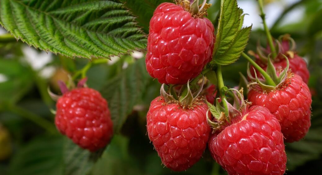 Кущі малини удобрюю на початку лютого і чітко в ці дати: маю 2 цінних правила для гарного врожаю навесні 