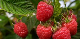 Городники пояснили, для чого чіпати малину в грудні 