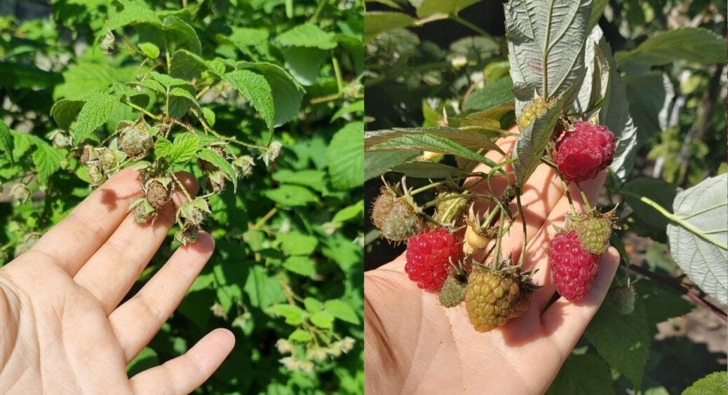 Малину підгодовую навіть у грудні: лише 1 “жменька” під коріння по снігу – і ягід буде аж ціле море 