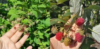 Досвідчені агрономи розповіли, чим можна ефективно підживити малину в грудні