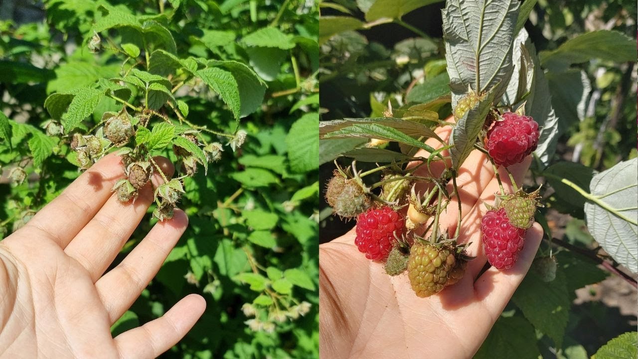 Досвідчені агрономи розповіли, чим можна ефективно підживити малину в грудні