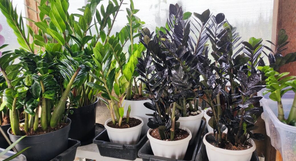 1 г на 1 л – і заміокулькас подвоює кількість листя: знайшла “підкормку” для стимулювання росту зеленої маси 