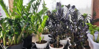 Квітникарі розповіли, чим підживити заміокулькас для активного росту листя