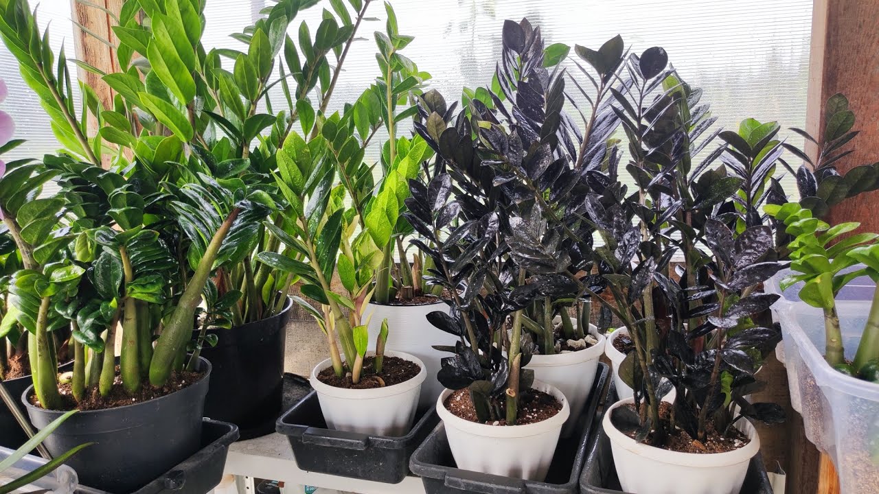 Квітникарі розповіли, чим підживити заміокулькас для активного росту листя