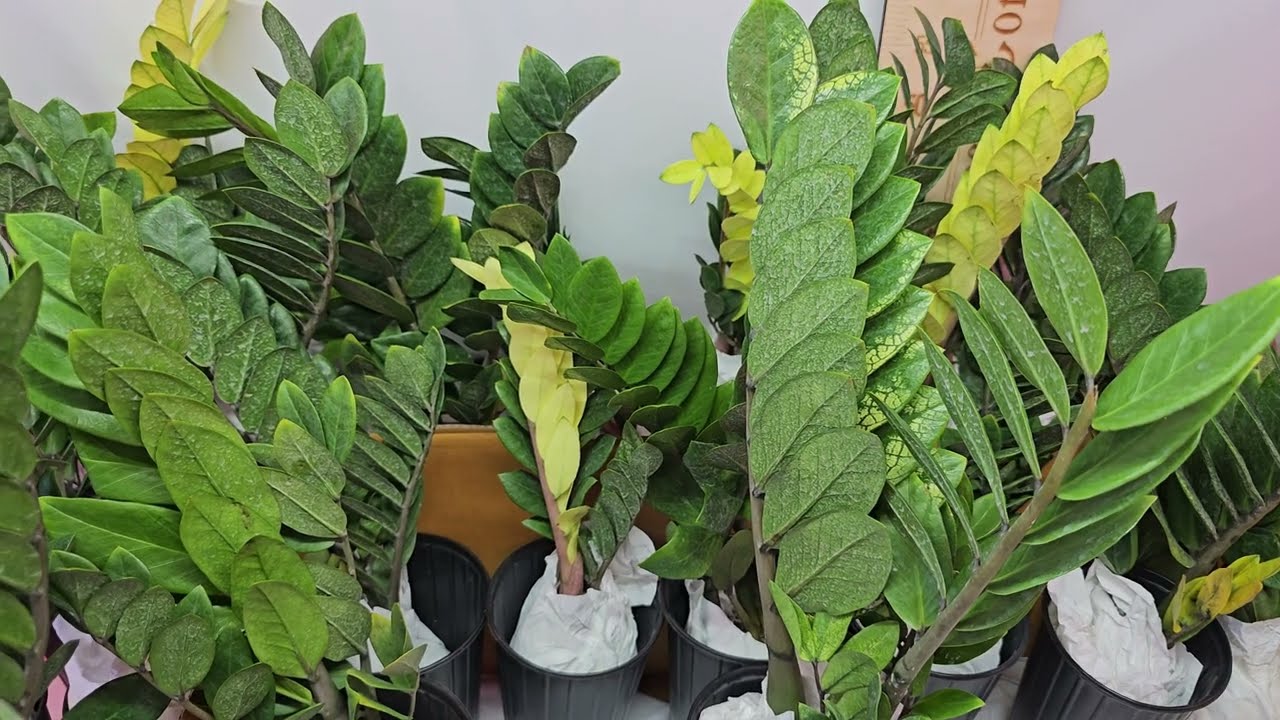 Квітникарі розповіли, чим підживити заміокулькас для активного росту листя