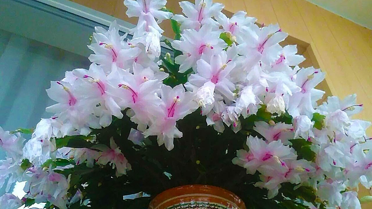 Квітникарі розповіли, як у домашніх умовах легко стимулювати цвітіння декабриста