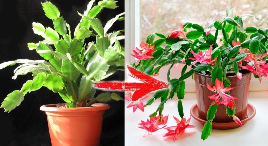 Уже майже середина грудня – а декабрист так і сидить з 2 бутонами: 1 жменя в горщик – і покриється квітами 