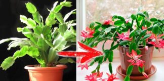 Квітникарі розповіли, як у домашніх умовах легко стимулювати цвітіння декабриста