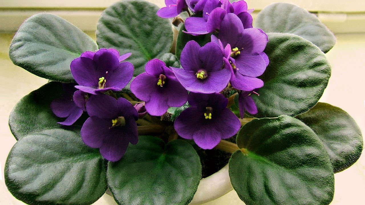 Квітникарі поділилися головним секретом неймовірно пишного цвітіння фіалок