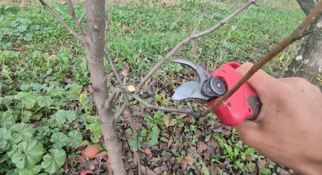 Обрізаю яблуню і грушу взимку лише так – на деревах 0 вовчків: правильна схема від діда-садівника зі стажем 