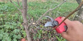 Садівники розповіли, як правильно обрізати яблуню та грушу взимку