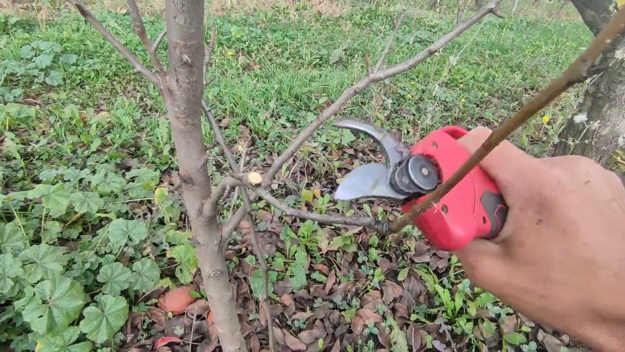 Садівники розповіли, як правильно обрізати яблуню та грушу взимку