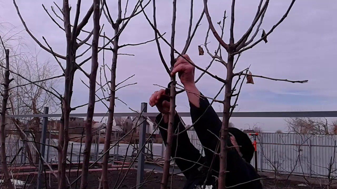 Садівники розповіли, як правильно обрізати яблуню та грушу взимку