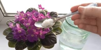 Квітникарі поділилися головним секретом неймовірно пишного цвітіння фіалок