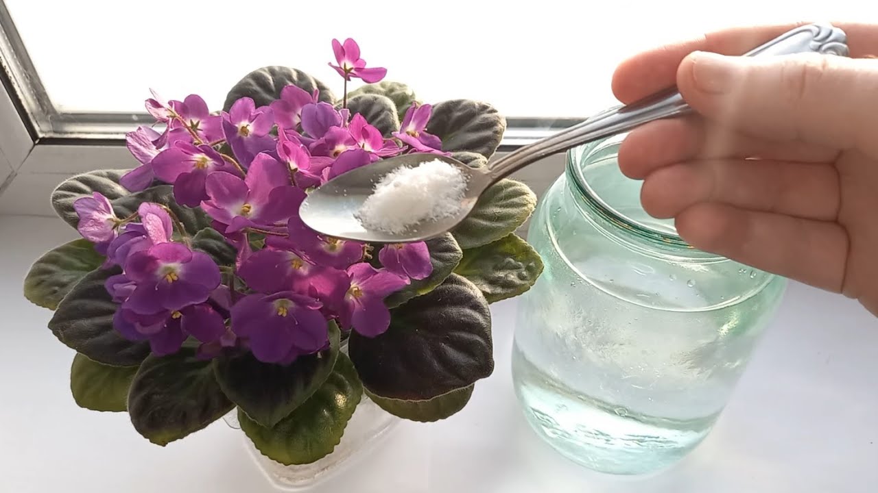 Квітникарі поділилися головним секретом неймовірно пишного цвітіння фіалок