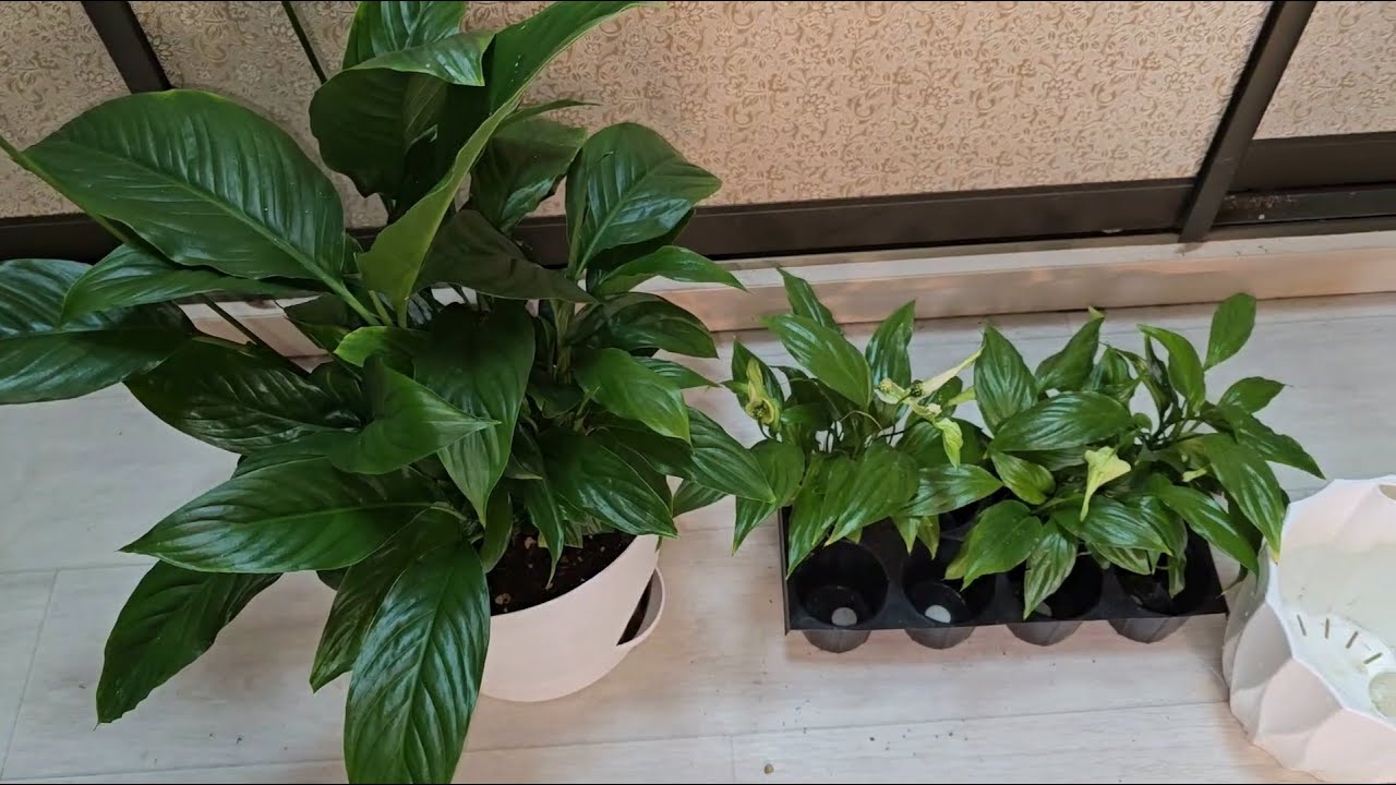 Квітникарі розповіли, як легко досягти розкішного цвітіння спатифілума