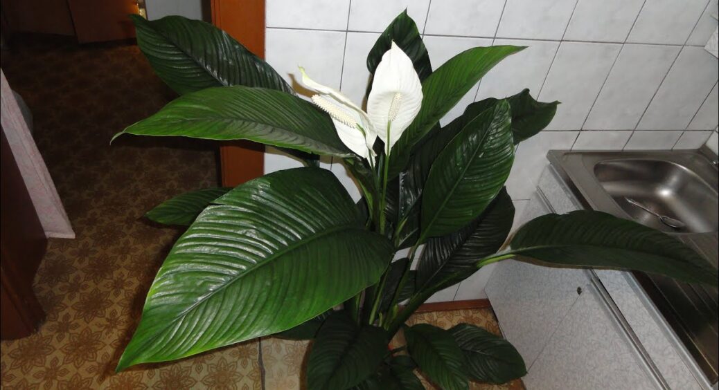 Створила для спатифілума пустельні умови – почав цвісти вже до Нового року: тепер милуюсь “білими вітрилами” 