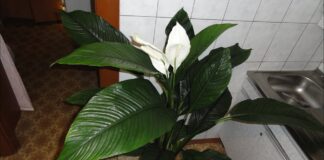 Квітникарі розповіли, як легко досягти розкішного цвітіння спатифілума