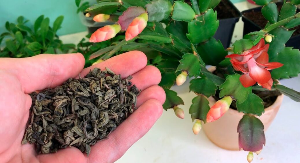 Чим підживити декабриста, щоб встиг набрати бутони: трюк зі звичайним чаєм – і цвітіння пре, як на дріжджах 