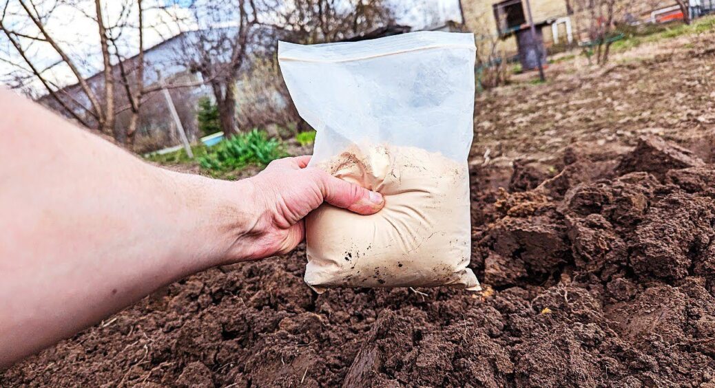 Купила 3 кг крупи, але на вечерю не варитиму – віднесу на город: вона замінить мені 2 КАМАЗи гною 