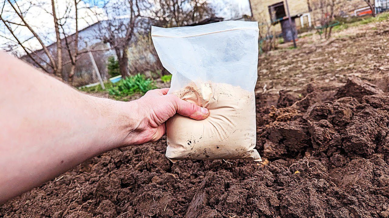 Агрономи розповіли, як розсипана крупа на сніг покращує родючість ґрунту навесні