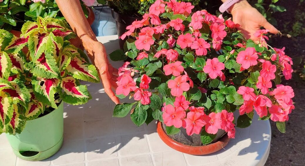 Зимова казка на підвіконні: ось як я з пари насінин вирощую яскравий бальзамін і отримую міні-оранжерею 