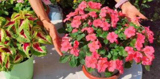 Квітникарі розповіли, як всього з пари насінин виростити яскравий бальзамін