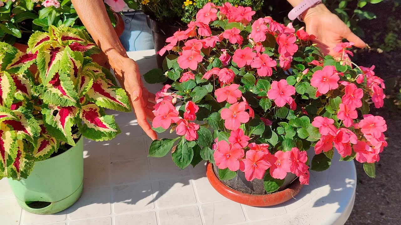 Квітникарі розповіли, як всього з пари насінин виростити яскравий бальзамін