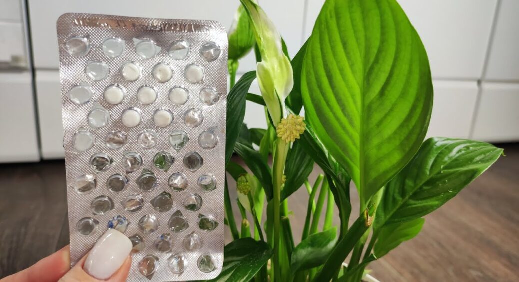 Для розкішного цвітіння спатифілума взимку – терміново: подрібнюю 1 таблетку – і обприскую квітку по листю 