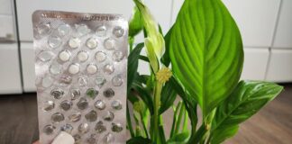 Квітникарі розповіли, як можна легко простимулювати цвітіння спатифілума взимку