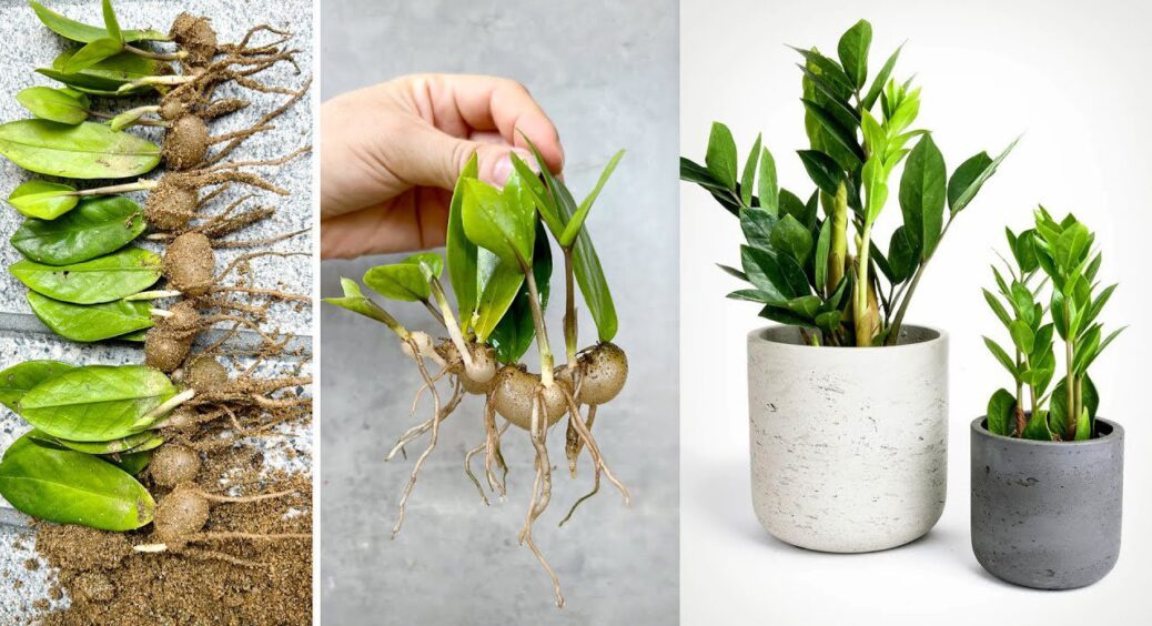 Розмножую заміокулькас листом: із 1 дерева вирощую аж цілий ліс – інструкція від сусідки-садівниці 