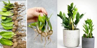 Садівники розповіли, як у домашніх умовах легко розмножити заміокулькас листом