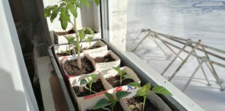 Які рослини сіяти на розсаду вже у січні