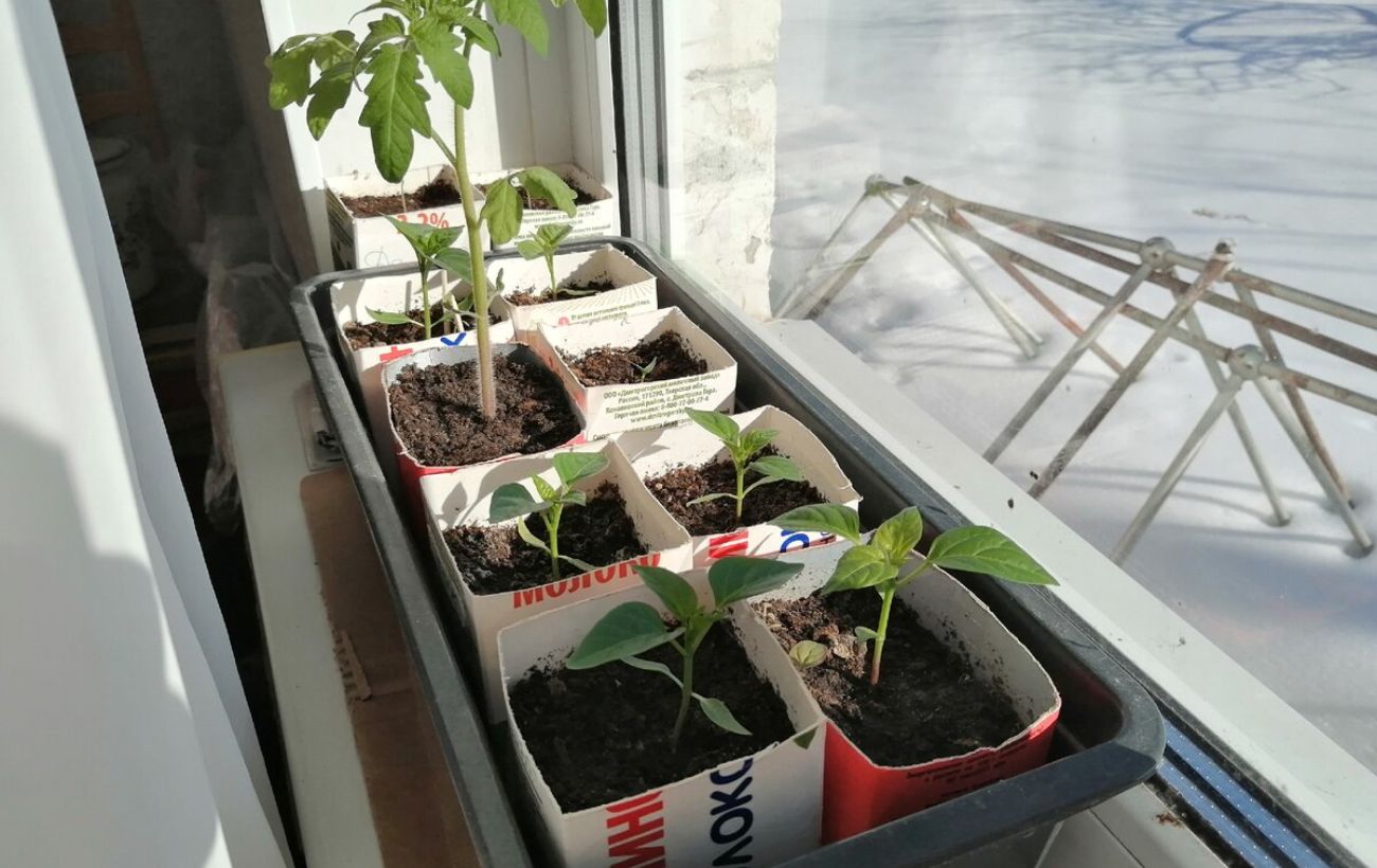 Які рослини сіяти на розсаду вже у січні