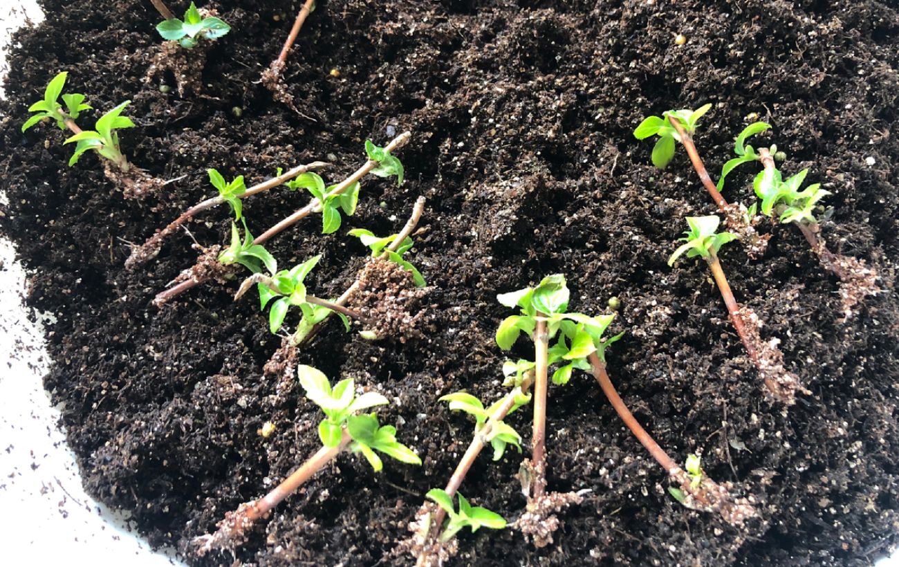 В чому замочити насіння для швидшого проростання