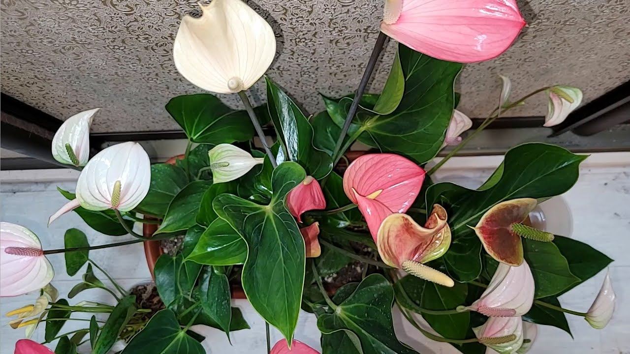 Квітникарі поділилися одним дуже простим підживленням для цвітіння антуріума