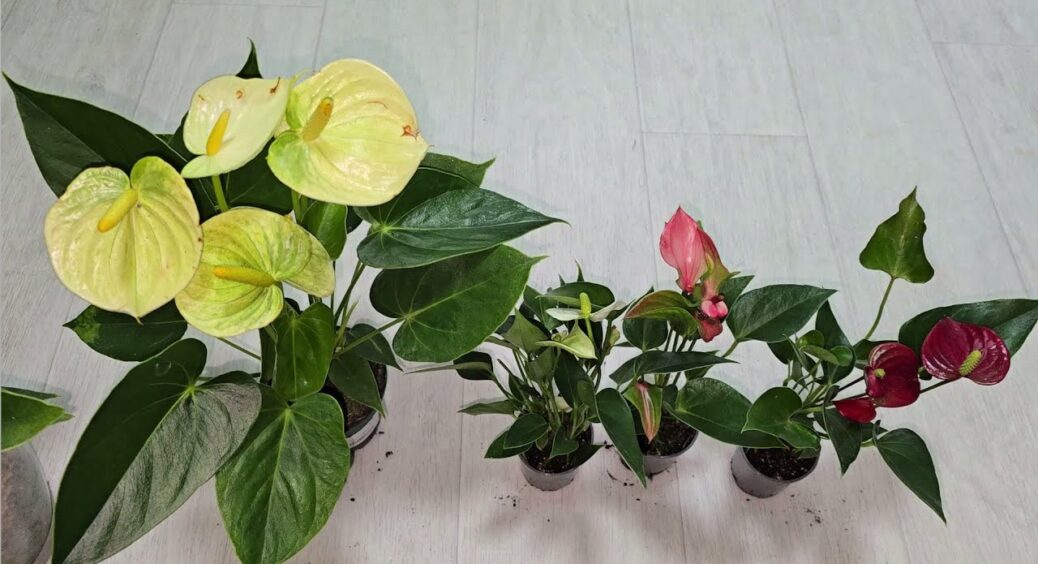 1 дрібка у воду – і антуріум видає десятки яскраво-червоних “сердечок”: залучаю “чоловіче щастя” в оселю 