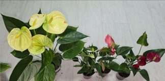 Квітникарі поділилися одним дуже простим підживленням для цвітіння антуріума