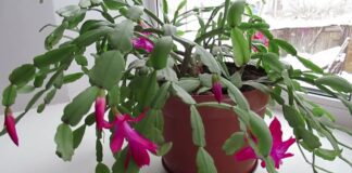  Садівники пояснили, як змусити декабрист зацвісти взимку 