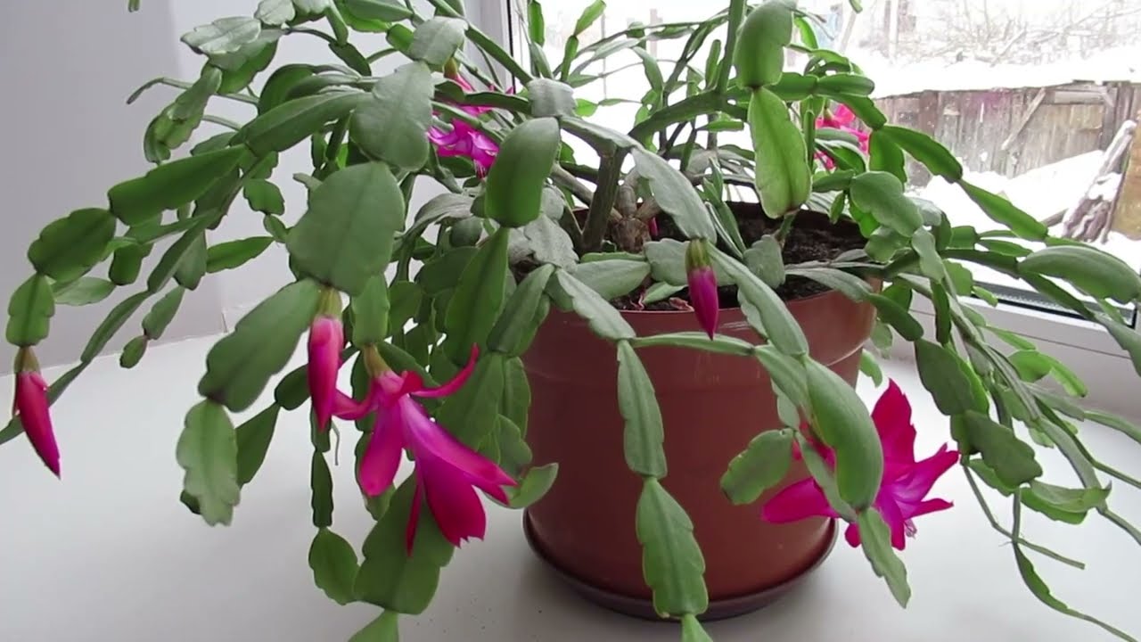 Квітникарі розповіли, як поливати декабриста, щоб він зацвів до Нового року