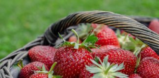 Агрономи розповіли, чим найкраще присипати полуничну грядку в грудні або січні