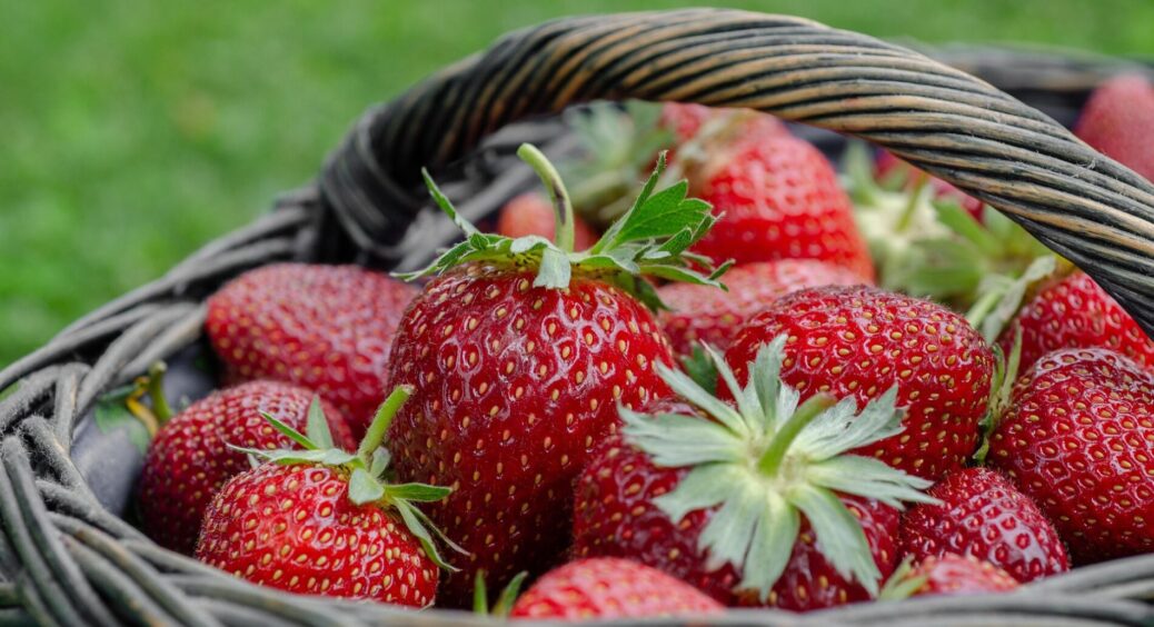 Сиплю 2 жменьки взимку під полуницю прямісінько по снігу – і влітку збираю солодкі ягоди розміром з персик 