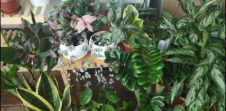 Фахівці назвали 5 рослин, що виживуть при рідкому поливі й будь-якому освітленні