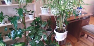 Садівники пояснили, як зберегти декоративні рослини роками 