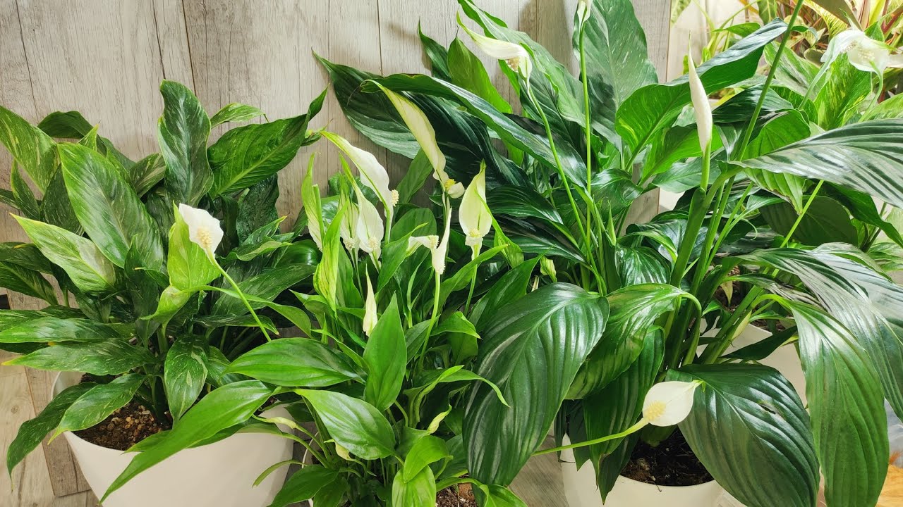 Садівники розповіли, яке підживлення допоможе спатифілуму цвісти навіть у грудні