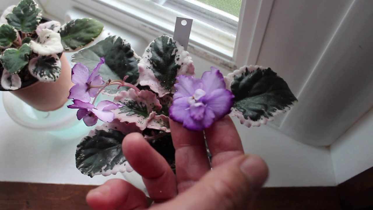 Квітникарі розповіли, як зробити натуральний стимулятор для цвітіння фіалок