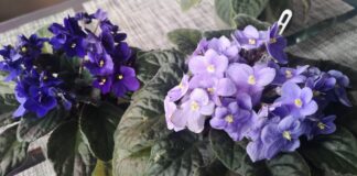 Квітникарі розповіли, як зробити натуральний стимулятор для цвітіння фіалок